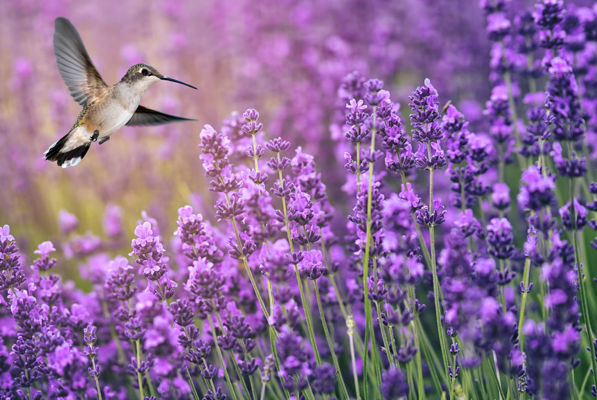 Scented by Nature – Hummingbird Farms Store