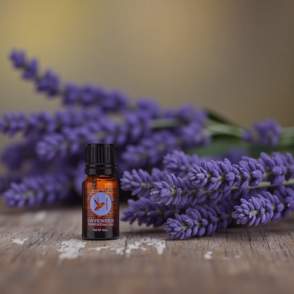 lavender oil plants Essential Oil of Lavender